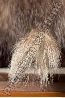 Badger tail photo reference 0009